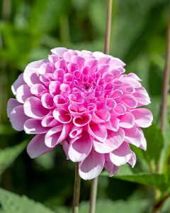 Dahlia Stolze von Berlin7